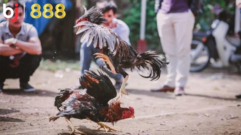 Lưu ý khi chăm sóc gà chọi trước đá