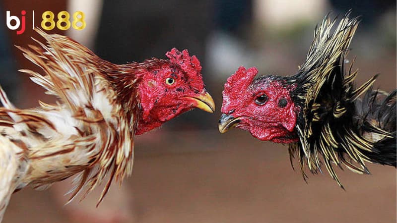 chăm sóc gà chọi mùa đông chăm sóc gà chọi mùa đông